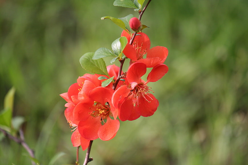 Vibrant Red Quince Blossoms on a Branch