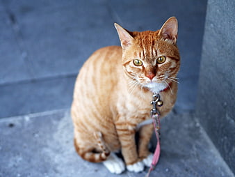 Orange Tabby Cat on Leash Sitting on Concrete