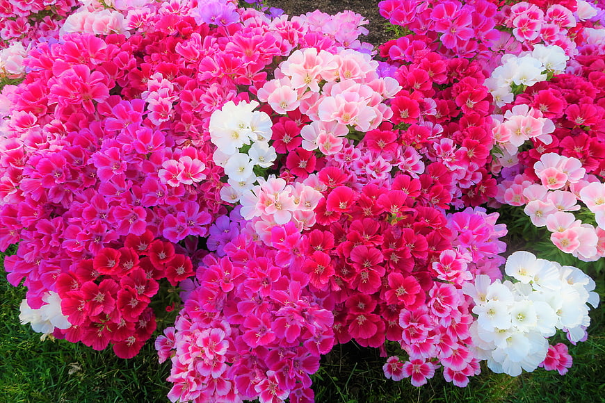 Vibrant Pink and White Phlox Flowers in Garden Bed