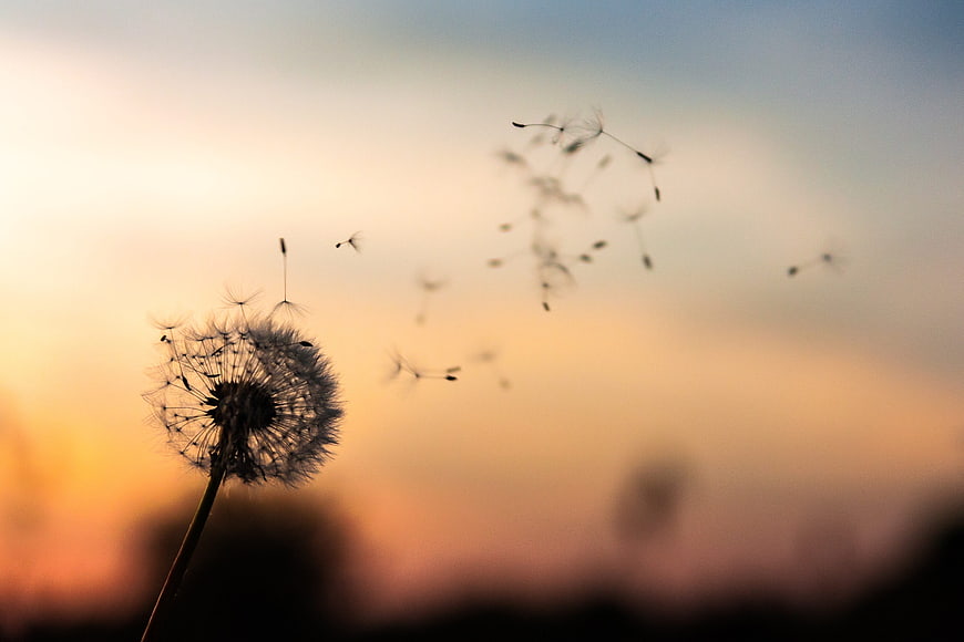 Dandelion seeds blowing in the wind against a warm sunset sky