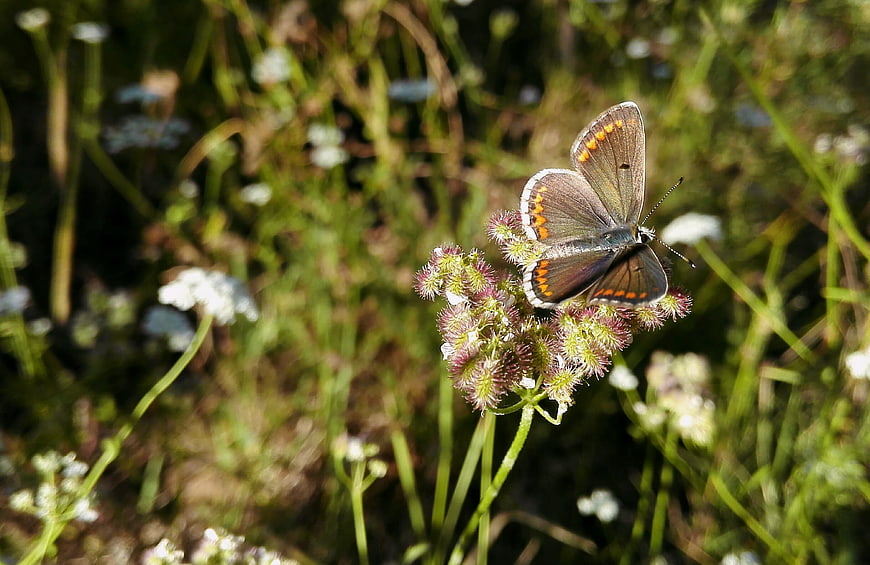 Small butterfly resting on wildflower in sunny meadow
