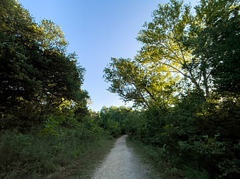 Sunlit gravel path winding through lush green forest trees