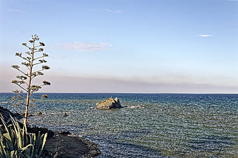 Tall Agave Plant on Rocky Mediterranean Coastline with Blue Sea
