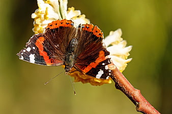 Red Admiral Butterfly on White Flower Close Up