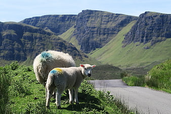 Sheep with colored markings on a mountain road