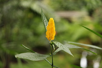 Close-up of a vibrant yellow flower with green leaves