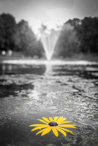 Yellow flower floating on pond with fountain background