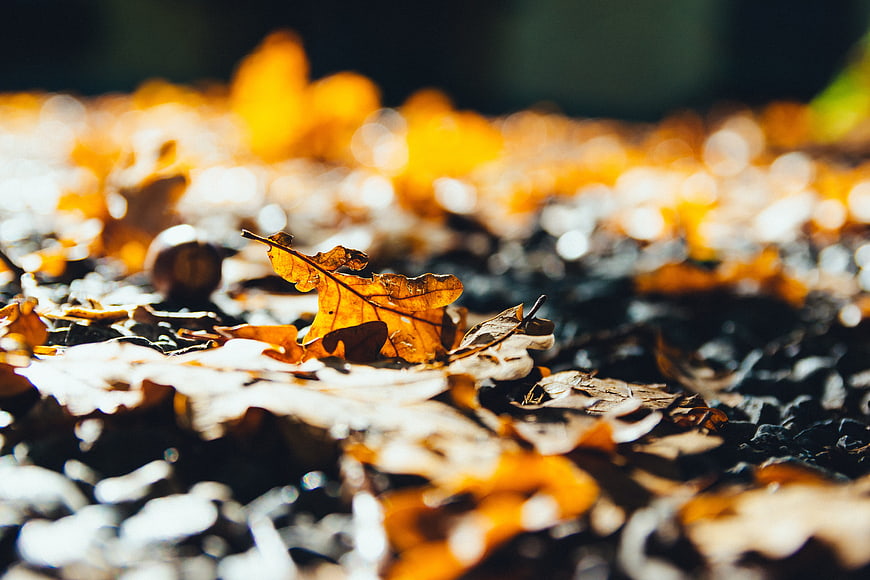 Close-up of golden oak leaves on forest floor in autumn sunlight