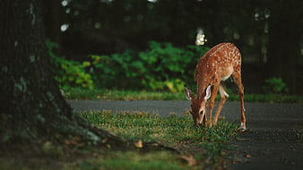 Spotted Fawn Grazing on Grass by Forest Path