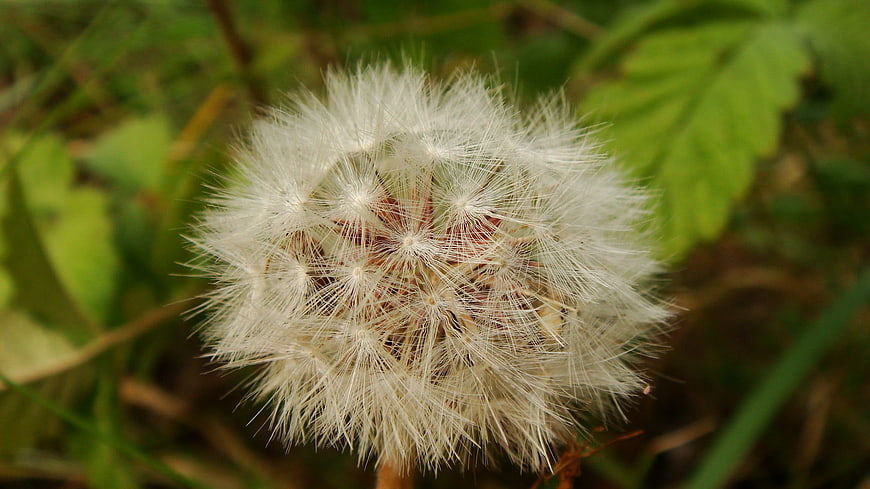 Close-up of a fluffy white dandelion seed head in nature