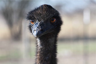 Close-up portrait of an emu head with orange eyes