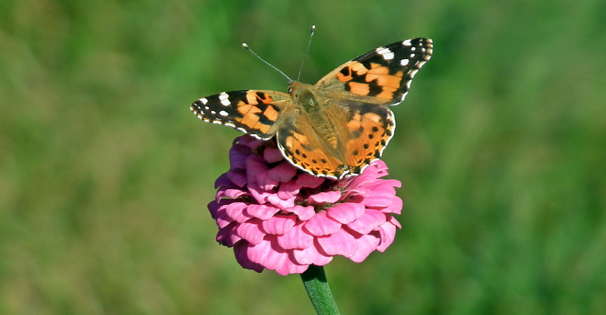 Painted Lady Butterfly on Pink Zinnia Flower