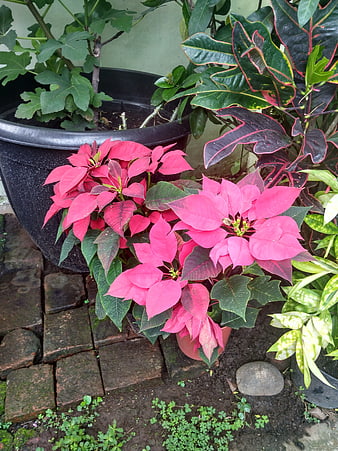 Vibrant Pink Poinsettia Plants in Garden Pots