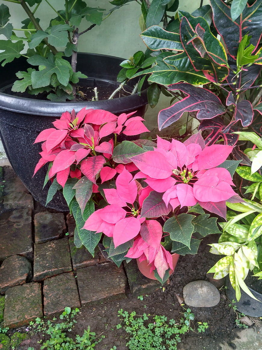 Vibrant Pink Poinsettia Plants in Garden Pots