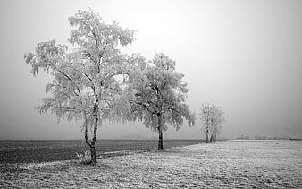 Frosty Birch Trees in a Foggy Winter Landscape