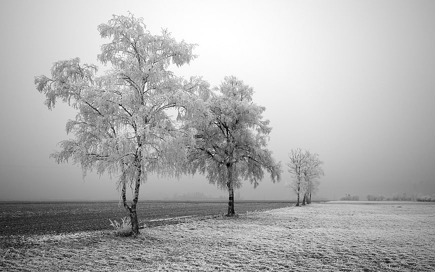 Frosty Birch Trees in a Foggy Winter Landscape