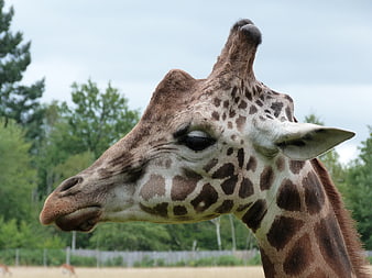 Close-up portrait of a giraffe head in profile