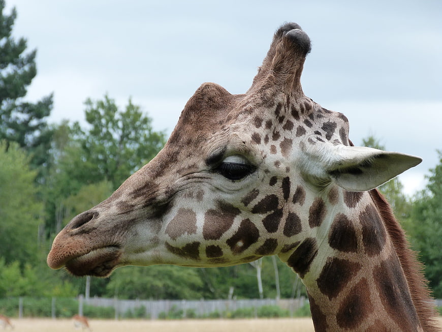 Close-up portrait of a giraffe head in profile