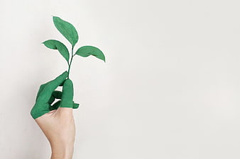 Hand with green painted fingers holding small plant sprout