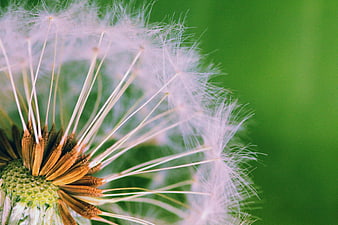 Macro Close-Up of Dandelion Seeds on Green Background