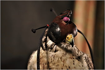 Close-up of a Falcon Wearing a Leather Hood