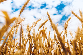 Golden Wheat Field Against Blue Sky with Clouds