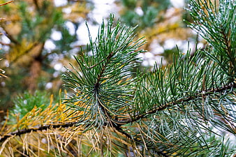Close-up of pine needles with water droplets in autumn forest