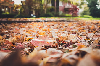 Close-up of colorful autumn leaves on a suburban street