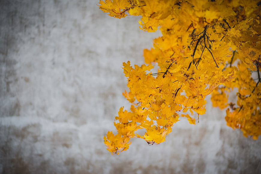 Yellow Autumn Leaves Against White Wall Background