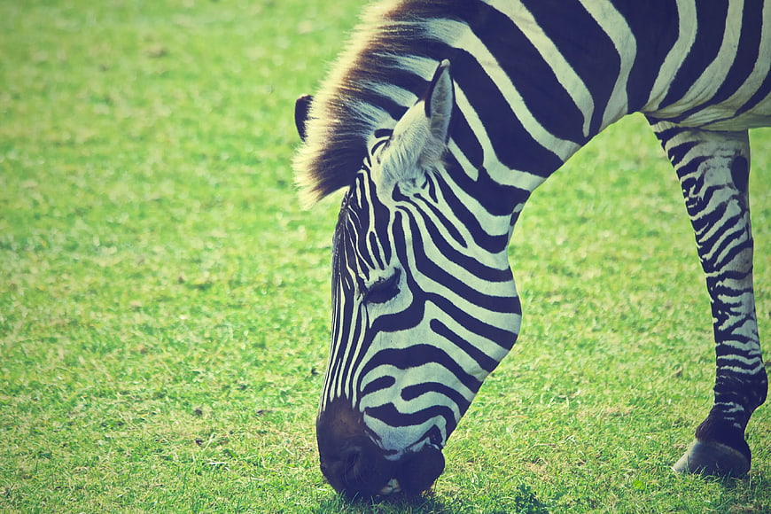 Zebra Grazing on Green Grass in Natural Setting
