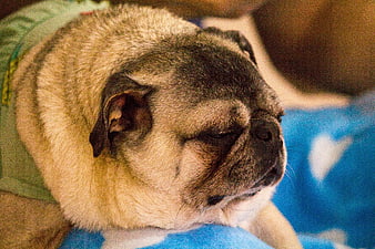 Close-up of a sleepy fawn pug dog resting on a blue blanket
