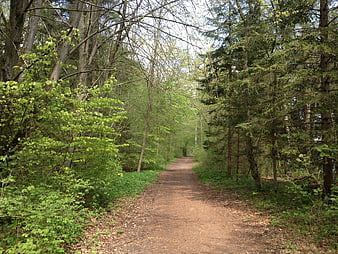 Dirt path winding through a lush green spring forest