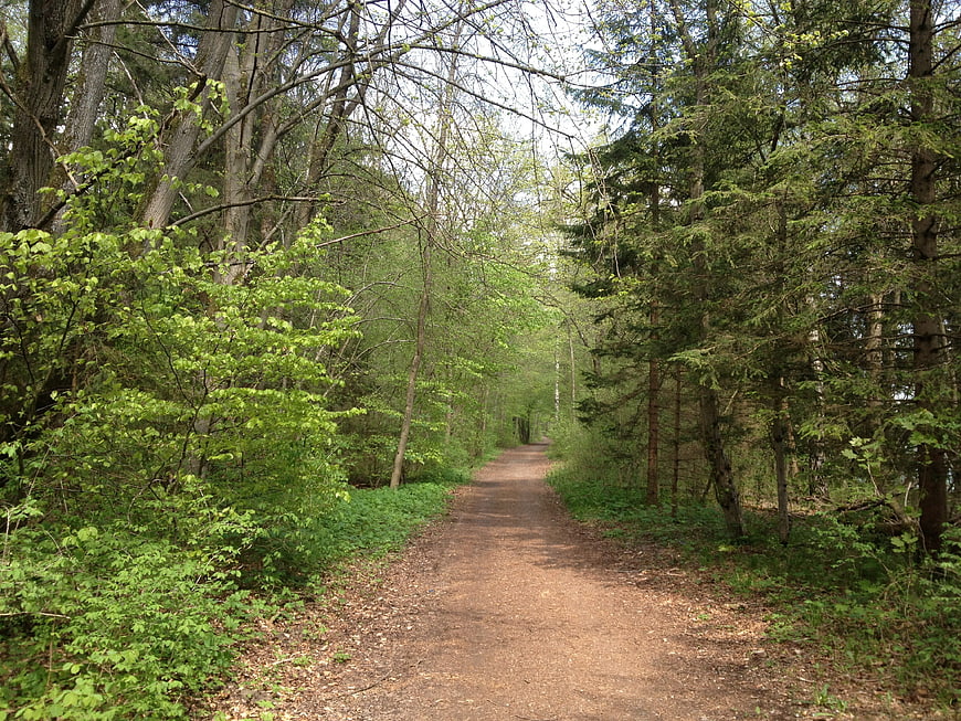 Dirt path winding through a lush green spring forest