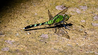 Green Dragonfly on Textured Stone Surface