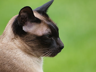 Close-up Profile of Siamese Cat on Green Background