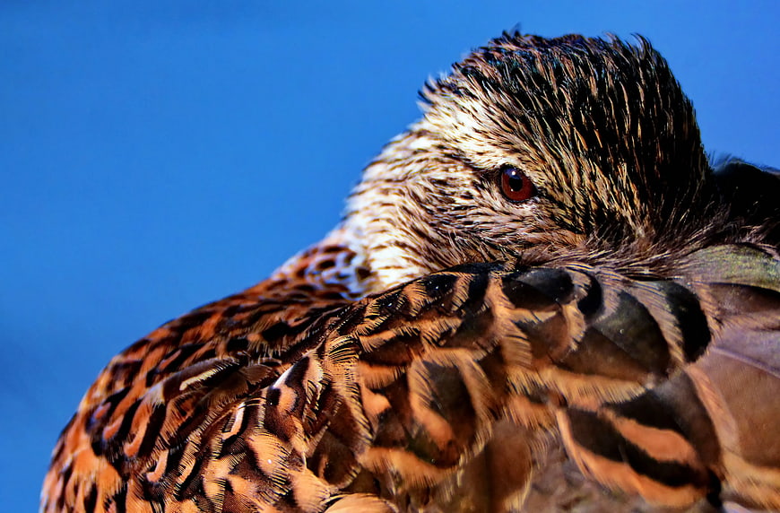 Close-up of a Brown Bird with Wet Feathers Against Blue Sky