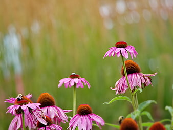 Pink Coneflowers with Bees in Natural Garden Setting