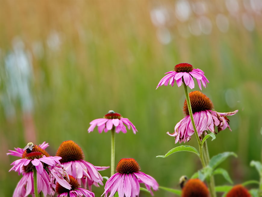 Pink Coneflowers with Bees in Natural Garden Setting