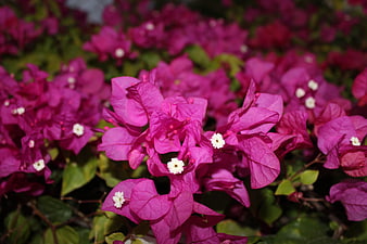 Vibrant Pink Bougainvillea Flowers in Close-Up
