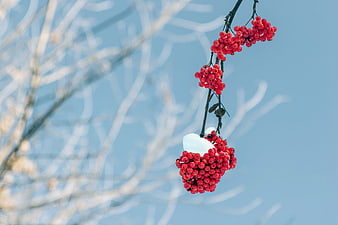 Red Rowan Berries with Snow on Branch Against Blue Sky