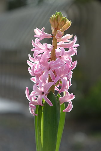 Pink Hyacinth Flower in Sunlight