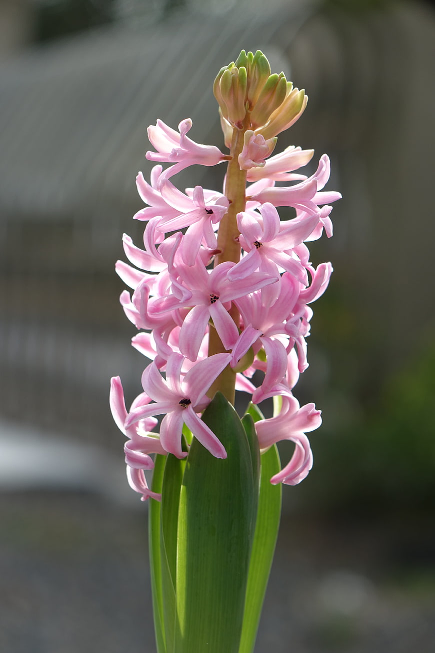Pink Hyacinth Flower in Sunlight