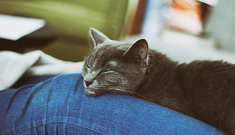 Sleeping gray cat resting on blue denim jeans