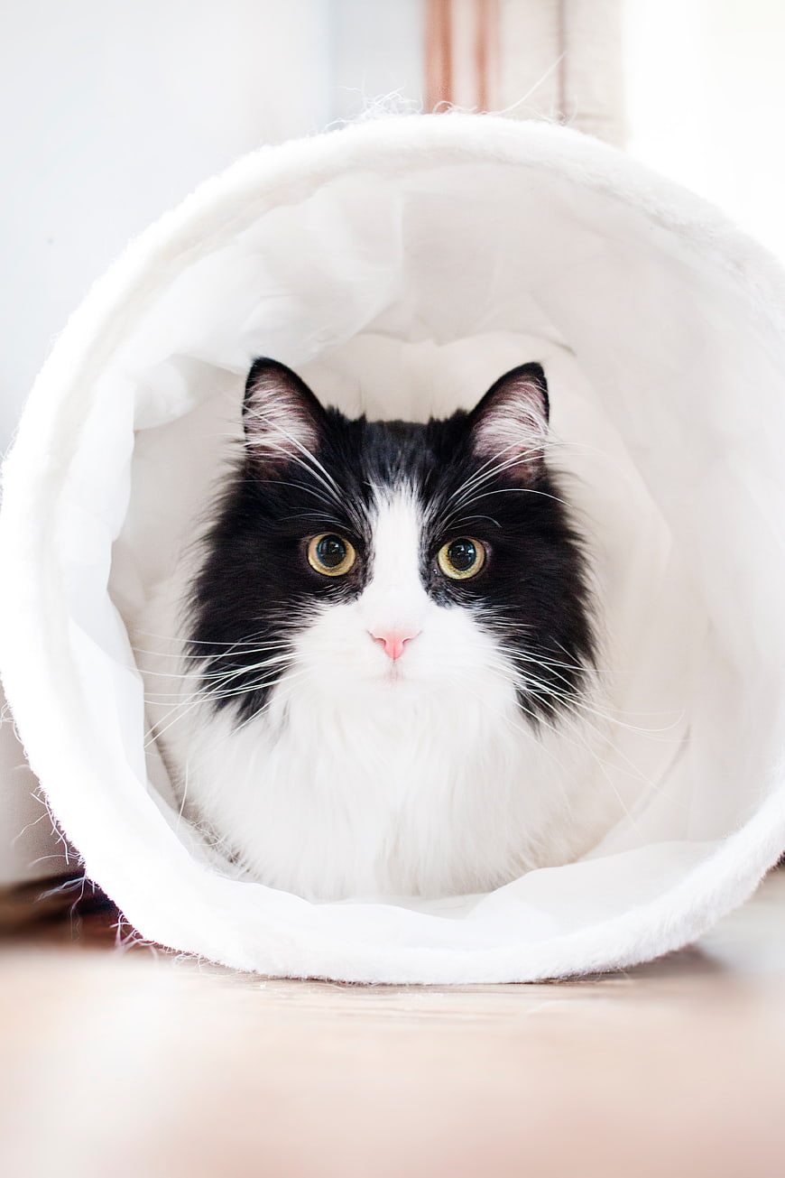 Cute black and white cat peeking out of a white tunnel