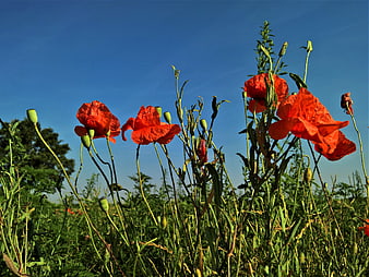 Red Poppies Blooming in Green Field Under Blue Sky