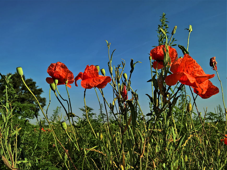 Red Poppies Blooming in Green Field Under Blue Sky