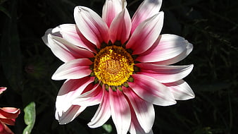 Close-up of Pink and White Dahlia Flower with Yellow Center
