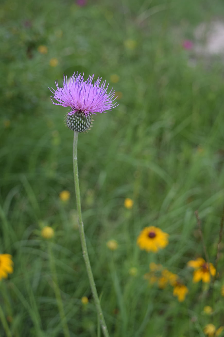 Purple Thistle Flower in Green Meadow