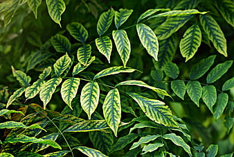 Close-up of green leaves with distinct dark veins and natural patterns