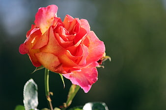 Close-up of a vibrant pink and orange rose in sunlight